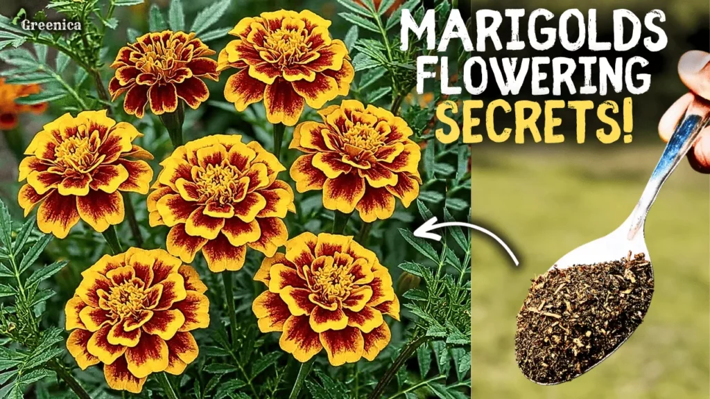 Growing Marigolds In Pots! (6-Secret Tips)