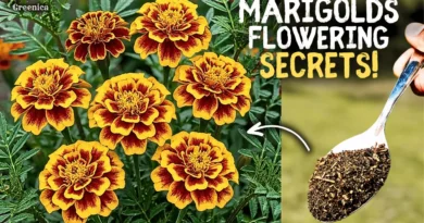 Growing Marigolds In Pots! (6-Secret Tips)