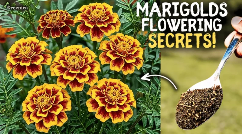 Growing Marigolds In Pots! (6-Secret Tips)