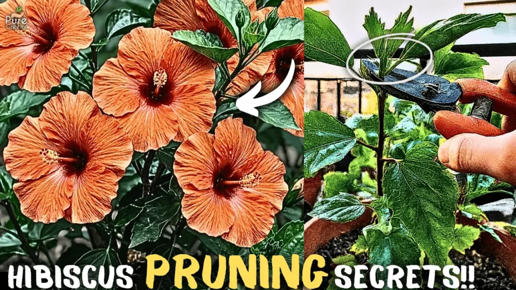Secret Hibiscus Pruning Guide, That Makes 2x Flowers!