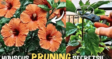 Secret Hibiscus Pruning Guide, That Makes 2x Flowers!