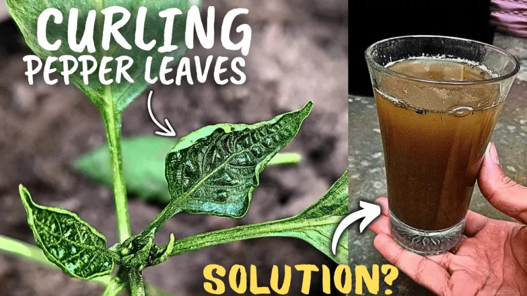 What Causes Pepper Leaf curl Disease, & How to Fix It?