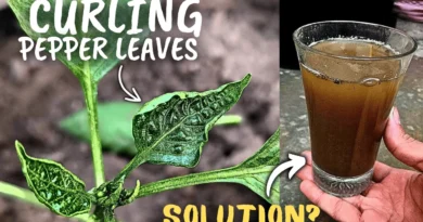 What Causes Pepper Leaf curl Disease, & How to Fix It?