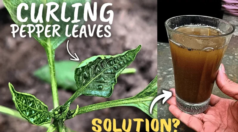 What Causes Pepper Leaf curl Disease, & How to Fix It?
