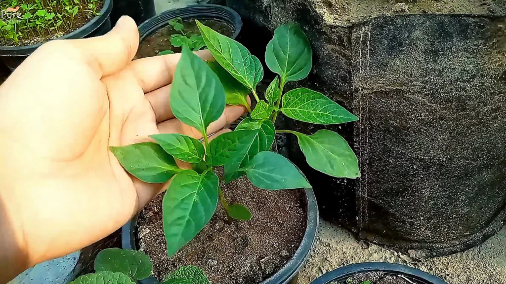 Pepper Plants Seedlings