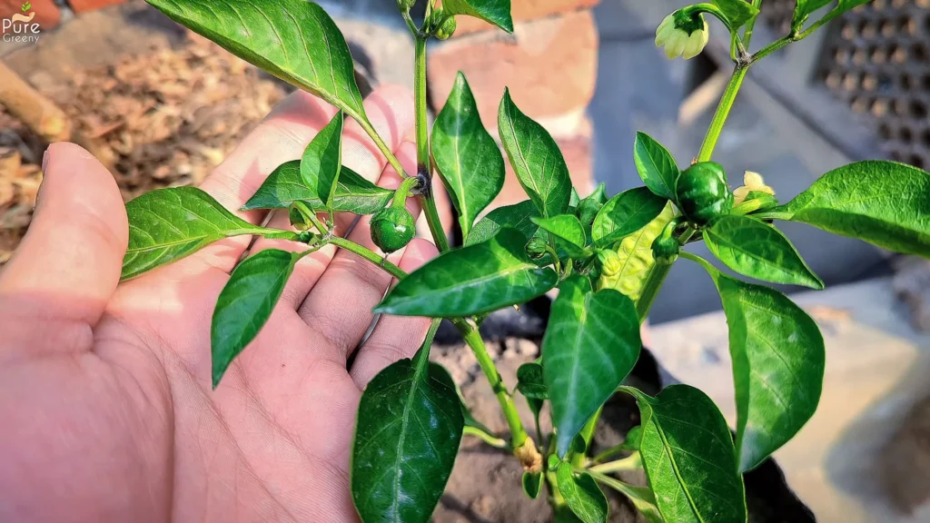 Pepper Plants Green & Healthy