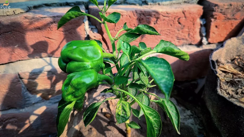 Pepper Plants With Fruit
