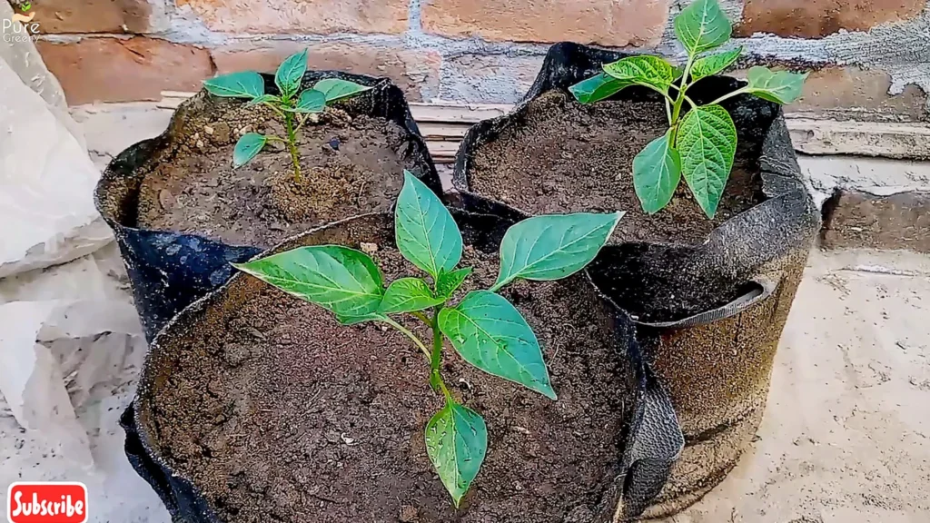 Pepper Plants Seedlings
