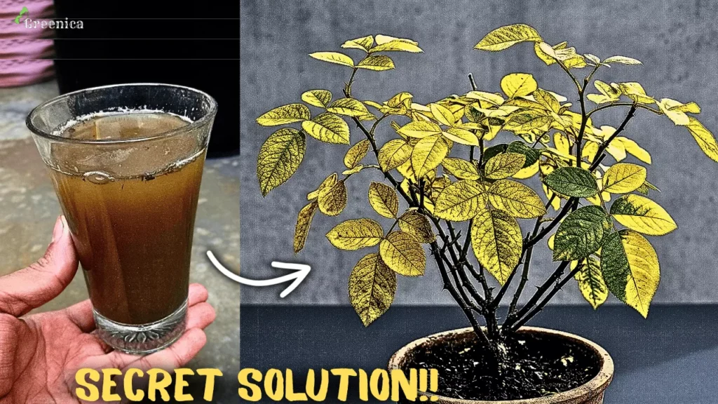 Why Does Rose Leaves Turns Yellow & How to Fix Them at Home?