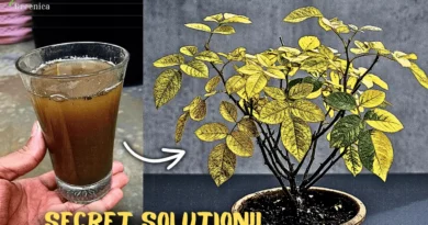Why Does Rose Leaves Turns Yellow & How to Fix Them at Home?