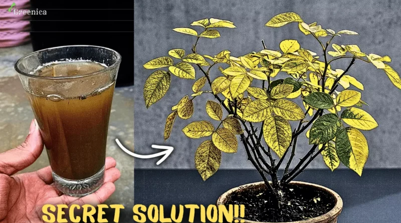 Why Does Rose Leaves Turns Yellow & How to Fix Them at Home?