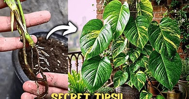 How to Grow Pothos (Money Plant) Super Fast? (Secret Care Tips)