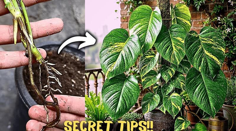 How to Grow Pothos (Money Plant) Super Fast? (Secret Care Tips)