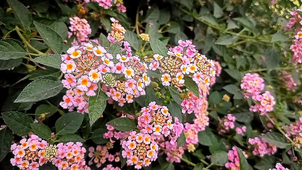 Lantana Plant Flowers