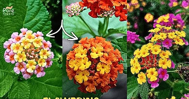 Lantana Camara Plant Care & Flowering Tips!