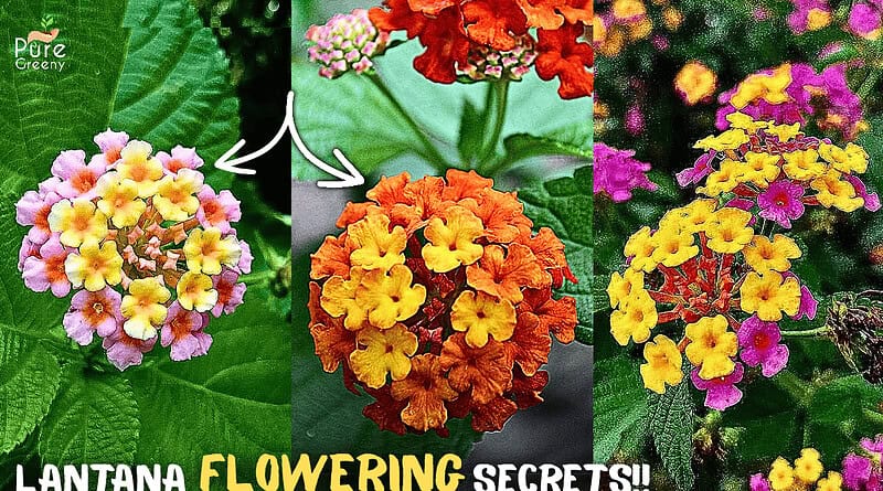 Lantana Camara Plant Care & Flowering Tips!