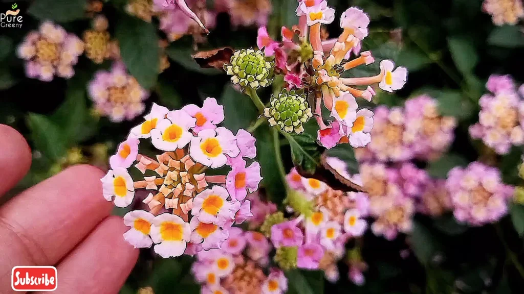 Lantana Plant Flowers