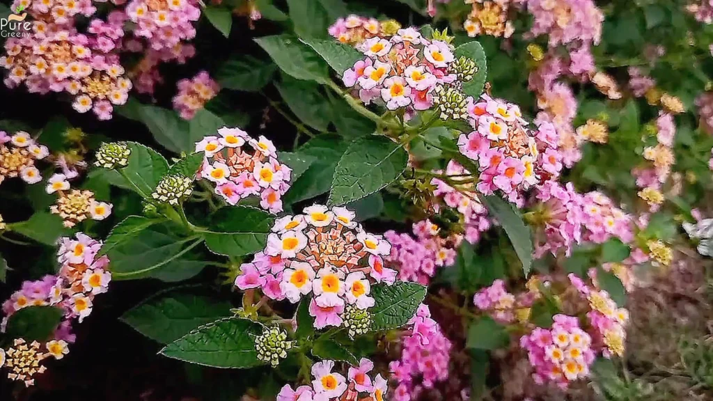 pink Lantana Flowers