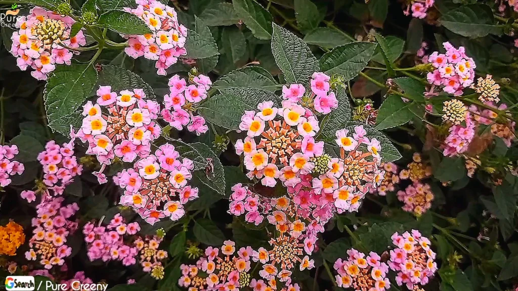 Flowers Of Lantana Camara Plant