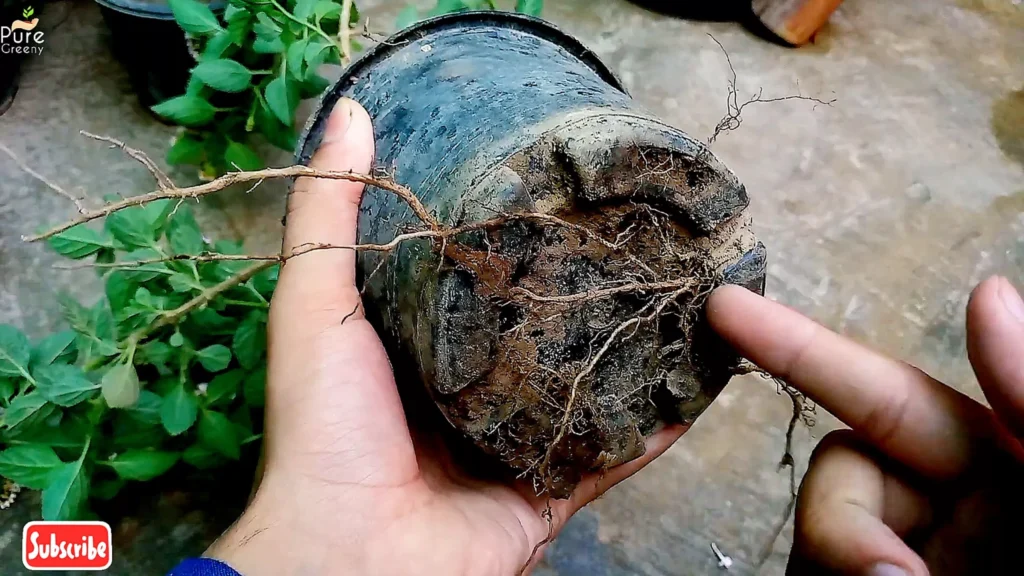 Root Bounded Lantana Plant
