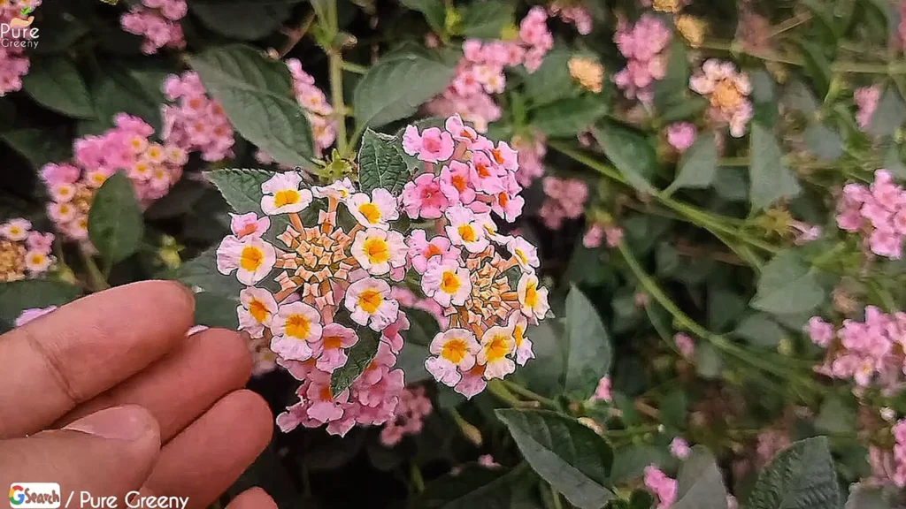 Flowers Of Lantana Camara Plant