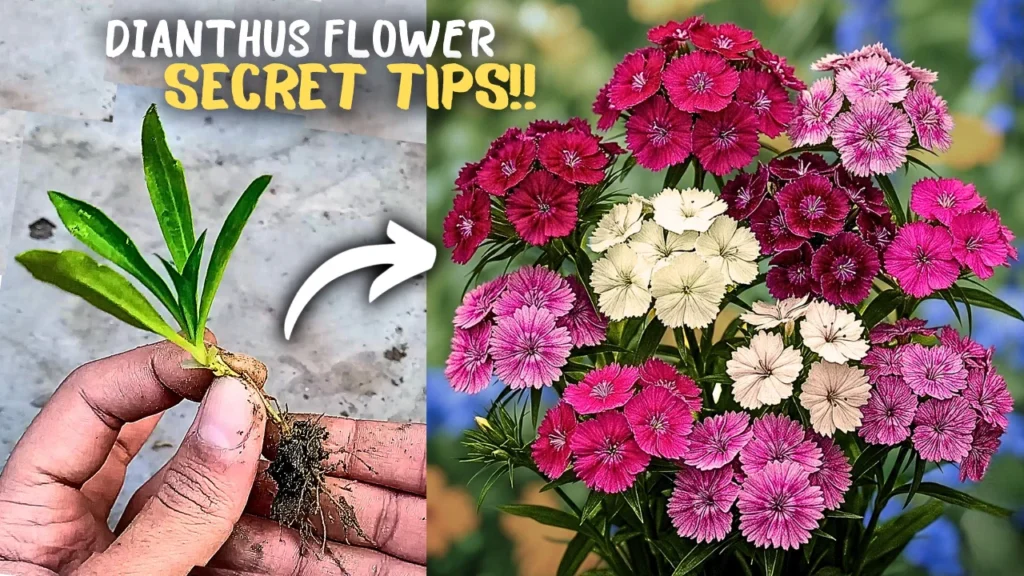 How to Grow Dianthas (Sweet William Plant) Flowers? - Secret Care Tips!