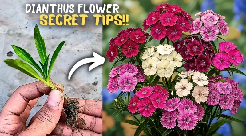 How to Grow Dianthas (Sweet William Plant) Flowers? - Secret Care Tips!