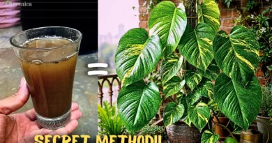 How to Make Cow dung Liquid Fertilizer at Home, & Get Massive Plant Growth?