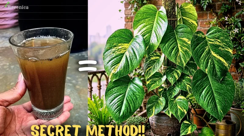 How to Make Cow dung Liquid Fertilizer at Home, & Get Massive Plant Growth?