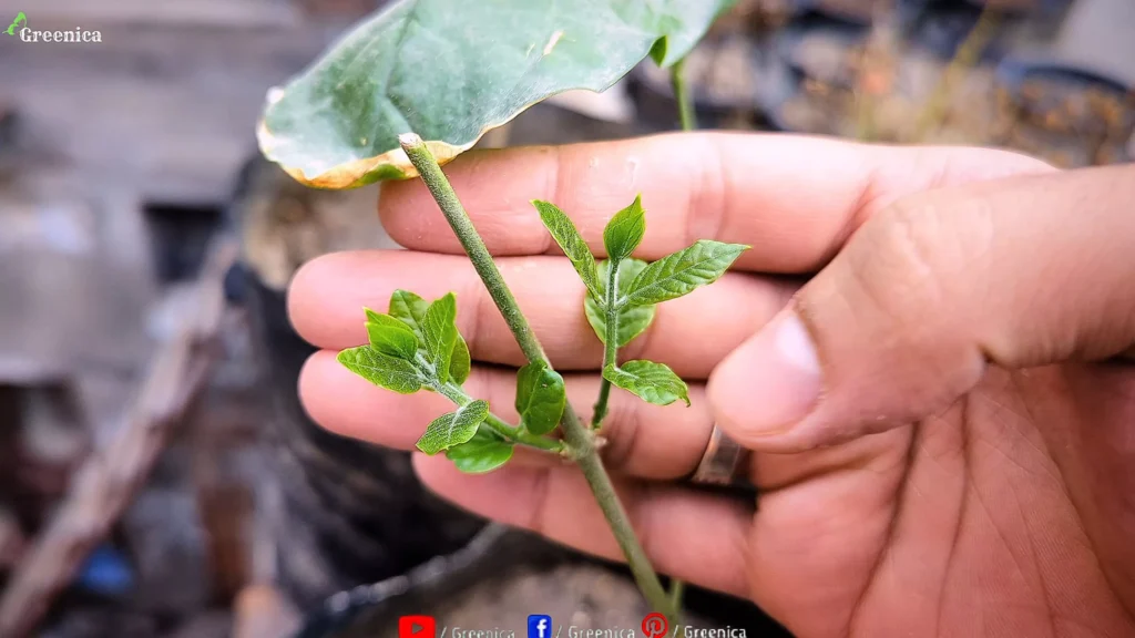 Jasmine Plant Side Branches