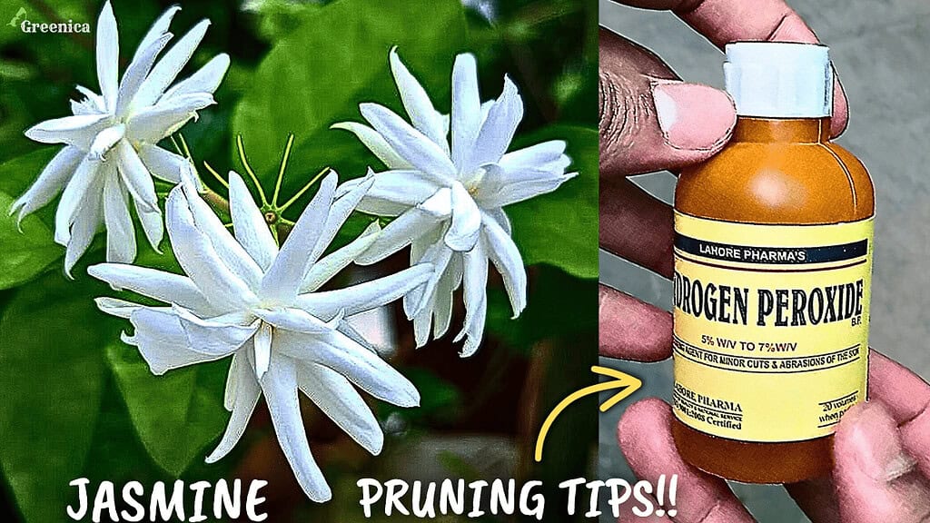 Jasmine Plant Secret Pruning Tips!