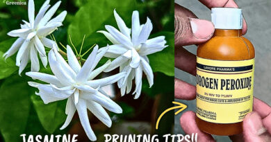 Jasmine Plant Secret Pruning Tips!