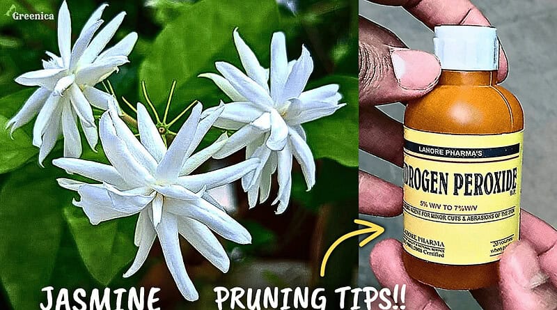 Jasmine Plant Secret Pruning Tips!