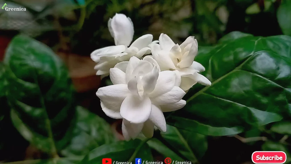 Jasmine Plant Flowers