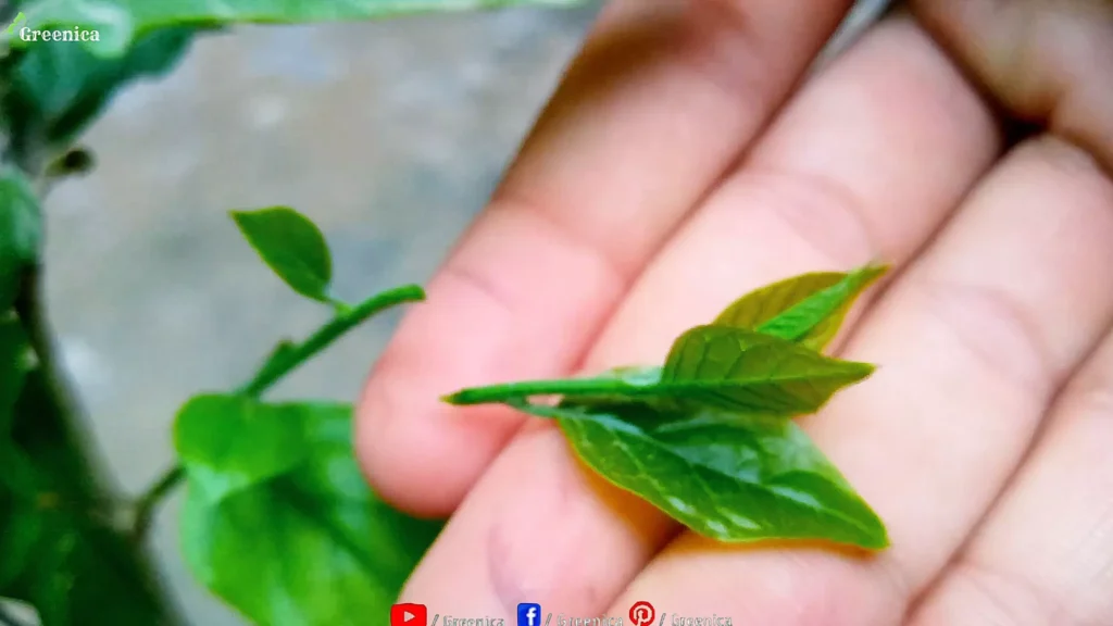 Jasmine Plant pruning