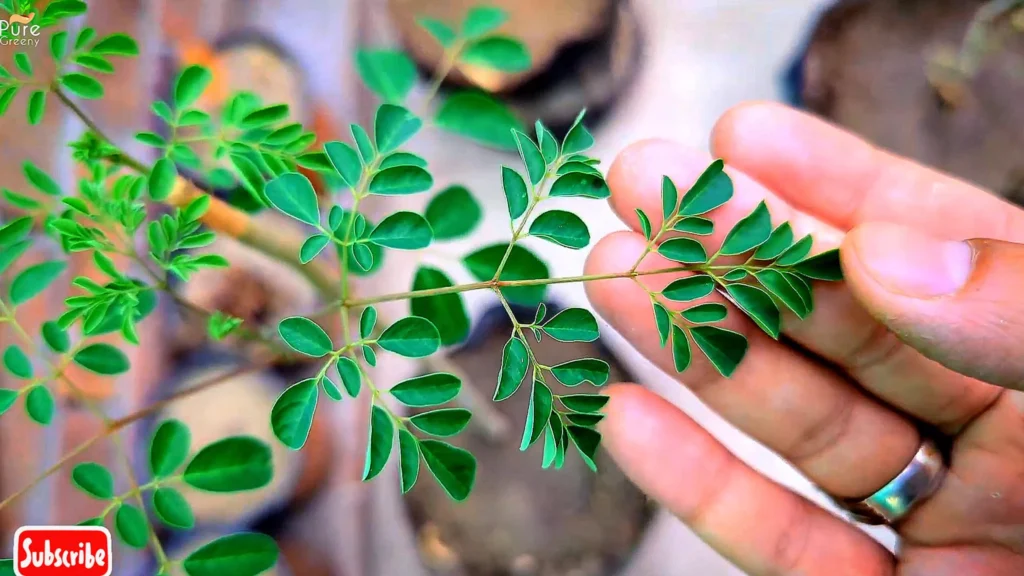 Moringa Plant Leaves