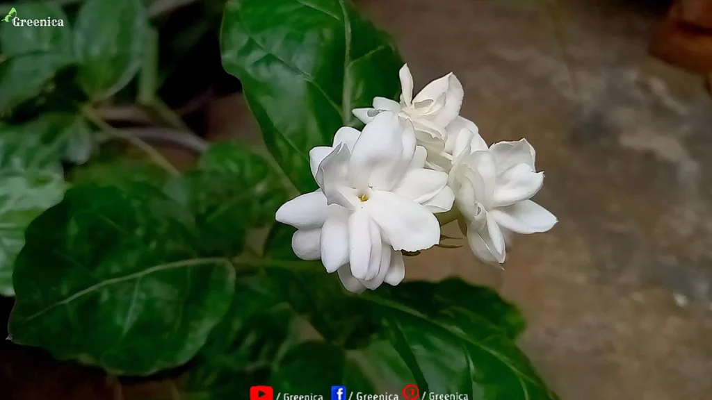 Jasmine Flowers