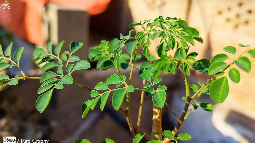 Moringa Plant Green Leaves In Sun