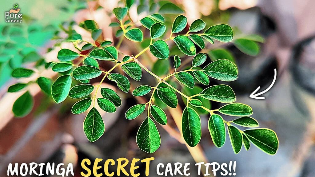 Secrets Of Growing Moringa Plants In Pots!