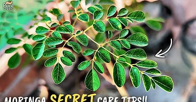 Secrets Of Growing Moringa Plants In Pots!