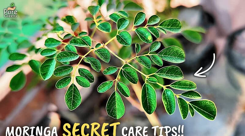 Secrets Of Growing Moringa Plants In Pots!