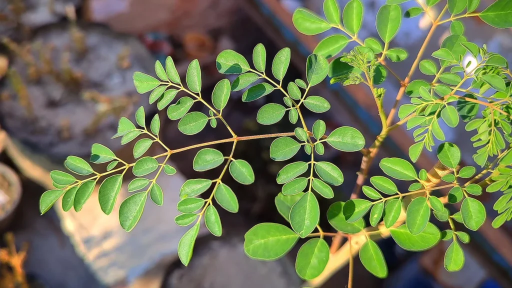 Moringa Plant Green Leaves In Sun