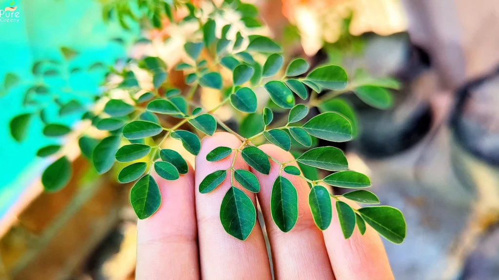Green Moringa Leaves