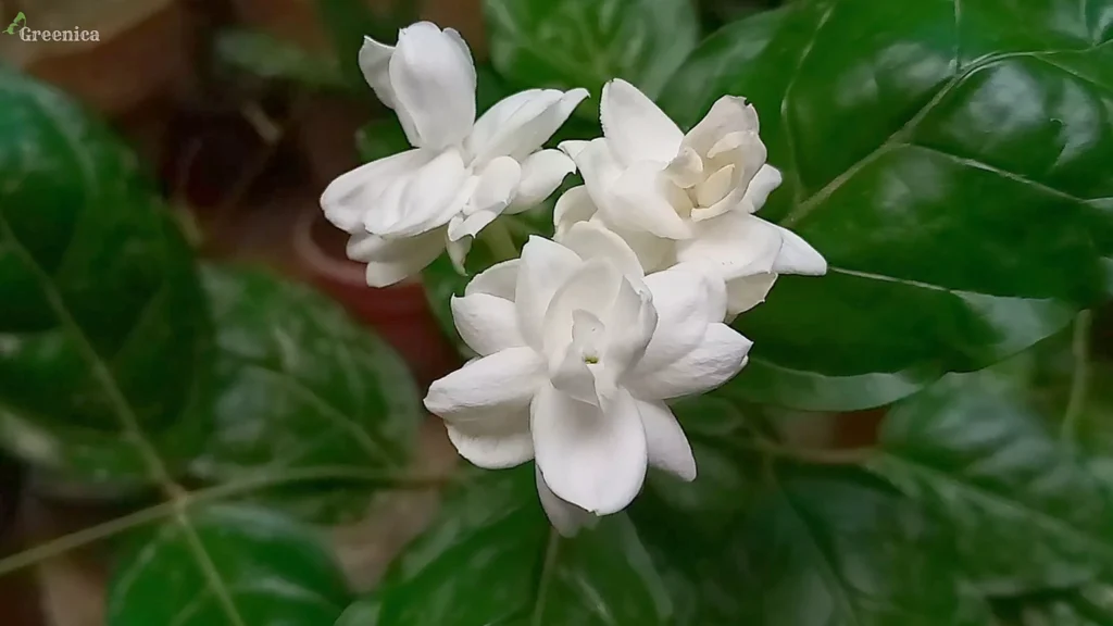 Jasmine Plant Flowers