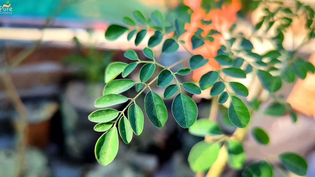 Green Moringa Leaves