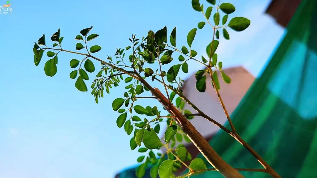 Tall Moringa Plant