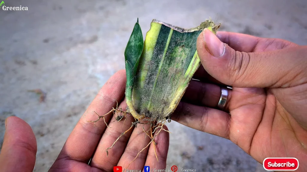 Growing Snake Plant Cuttings