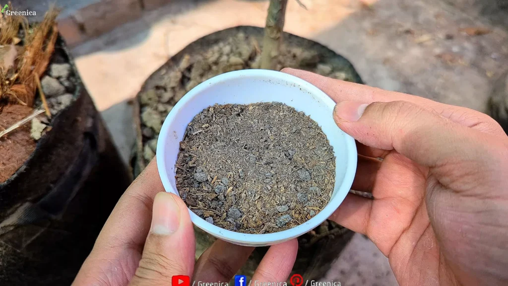 Fertilizer For Lemon Plant