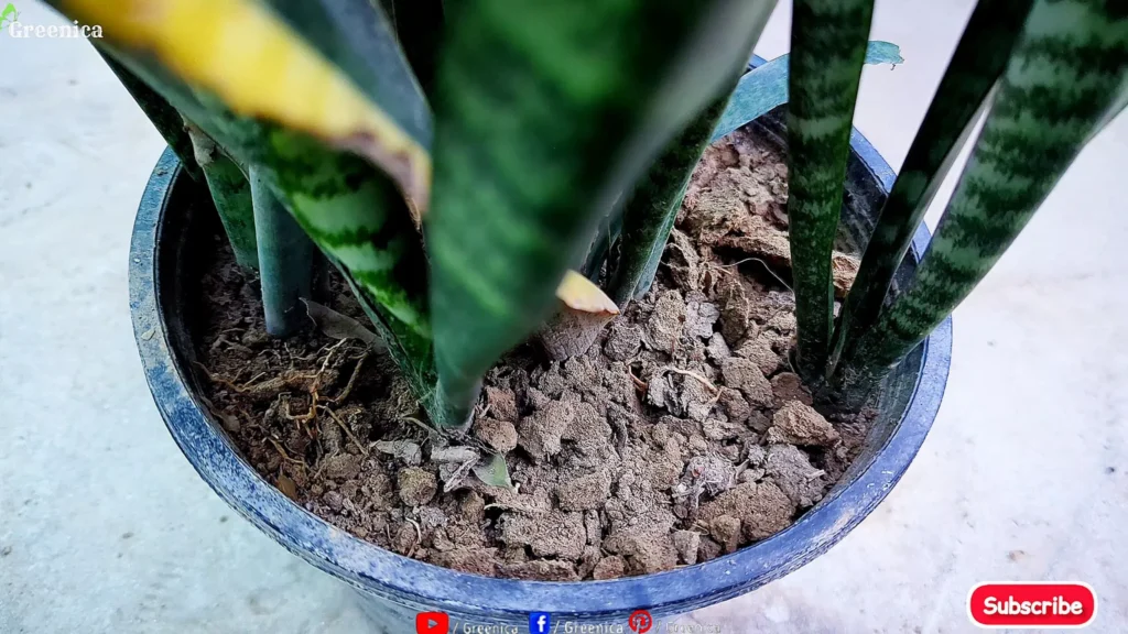 Snake Plants Soil