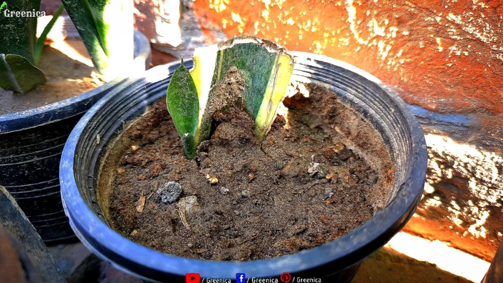 Growing Snake Plant Cuttings